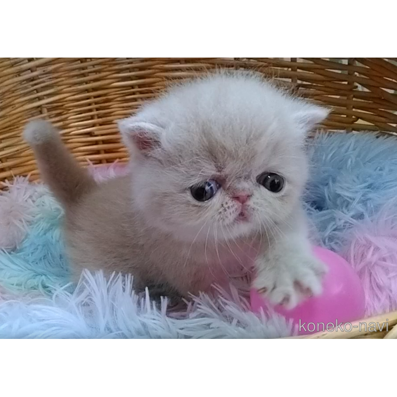 販売中の愛知県のエキゾチックショートヘア-122307の5枚目